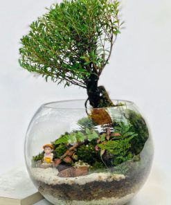 Tiểu cảnh Terrarium với cây tiểu diệp xích nam