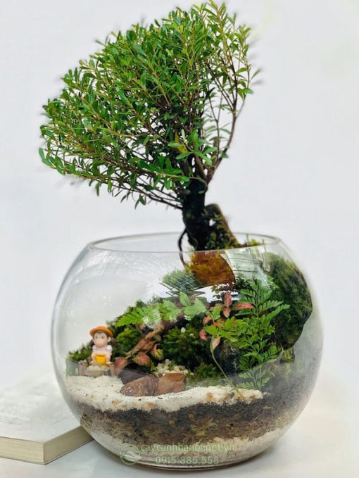 Tiểu cảnh Terrarium với cây tiểu diệp xích nam