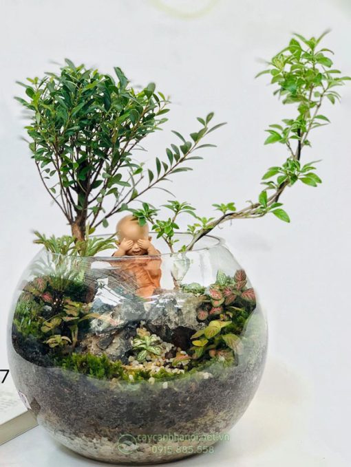 Tiểu cảnh tiểu diệp xích nam để bàn đẹp