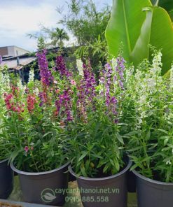 Bán cây violet nhật nhiều màu sắc tại Hà Nội