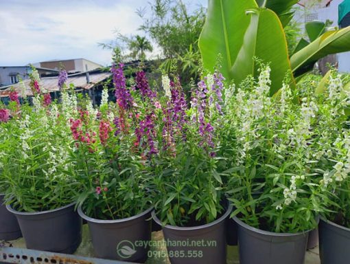 Bán cây violet nhật nhiều màu sắc tại Hà Nội