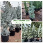 Cây bách băng xanh – Blue Ice Cypress