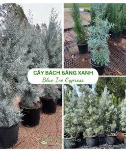 Cây bách băng xanh