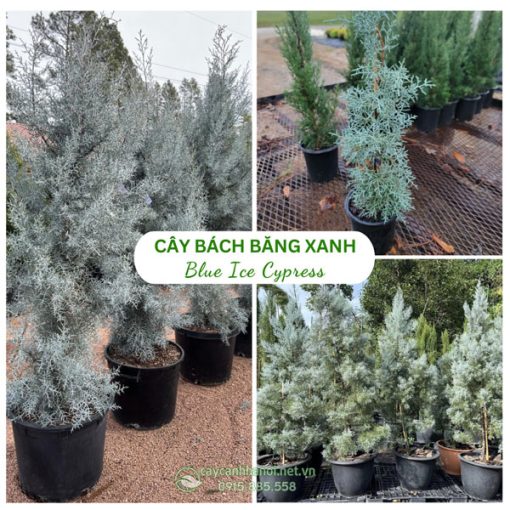 Cây bách băng xanh