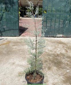 Cây bách băng xanh xua đuổi tà ma