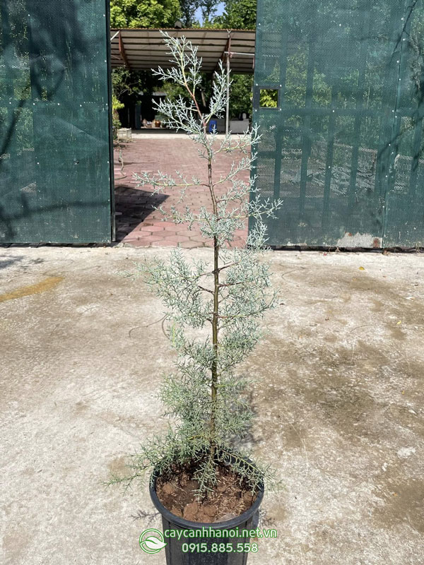 Cây bách băng xanh xua đuổi tà ma