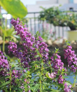 Cây hoa Violet trồng tạo cảnh quan sân vườn đẹp