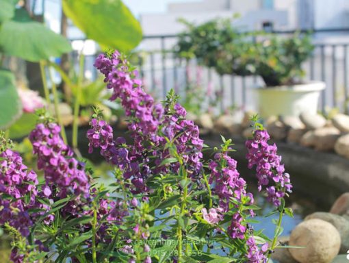Cây hoa Violet trồng tạo cảnh quan sân vườn đẹp