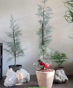 Cây tùng bách băng trang trí nội thất đẹp