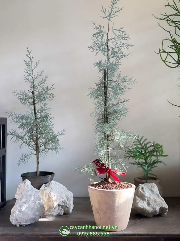 Cây tùng bách băng trang trí nội thất đẹp