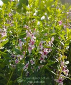 Cây hoa violet Nhật còn có tến gọi là cây ngọc hân, cây bâng khâng