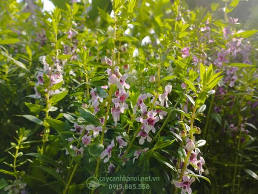 Cây hoa violet Nhật còn có tến gọi là cây ngọc hân, cây bâng khâng