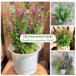 Cây hoa violet Nhật có nhiều màu sắc đẹp