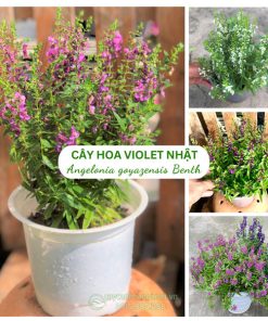 Cây hoa violet Nhật có nhiều màu sắc đẹp