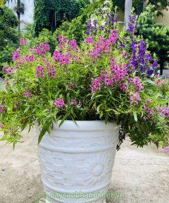 Chậu hoa violet Nhật đẹp nhiều màu trang trí sân vườn