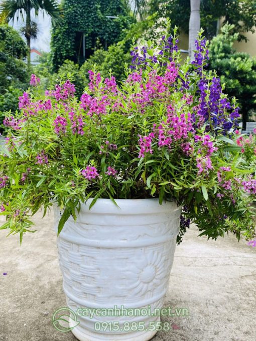 Chậu hoa violet Nhật đẹp nhiều màu trang trí sân vườn