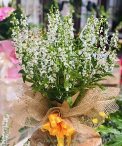 Chậu hoa violet Nhật làm quà tặng