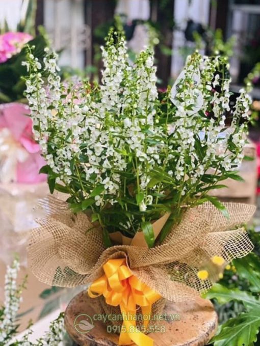 Chậu hoa violet Nhật làm quà tặng