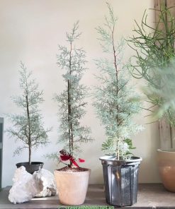 Cửa hàng bán cây bách băng xanh giá rẻ, nhiều kích thước tại Hà Nội