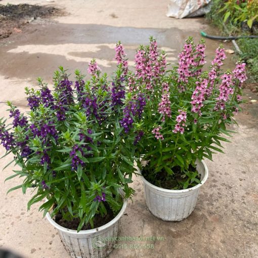 Cửa hàng bán cây hoa ngọc hân đẹp giá rẻ tại Hà Nội
