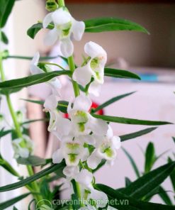Đặc điểm hoa violet Nhật màu trắng