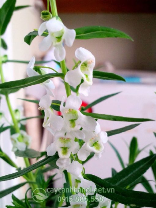 Đặc điểm hoa violet Nhật màu trắng