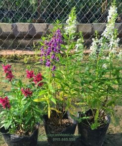 Nơi bán cây hoa Violet Nhật nhiều kích thước tại Hà Nội
