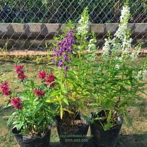 Nơi bán cây hoa Violet Nhật nhiều kích thước tại Hà Nội