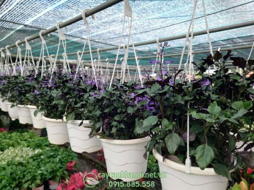 Bán cây oải hương nhiệt đớt chậu treo tại Hà Nội