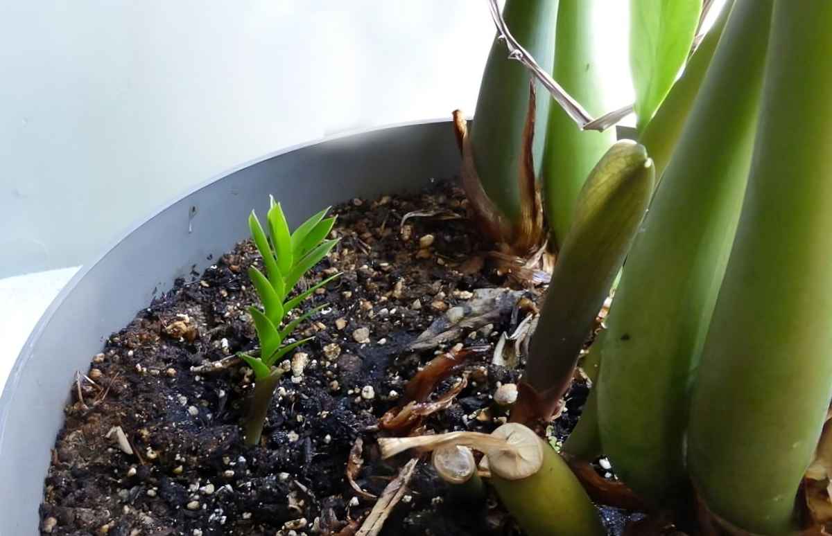Phân chứa đạm và B1 giúp cây kim tiền bật mầm nhanh 