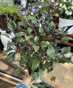 Cây hoa mona lavender có thân gỗ