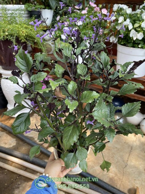 Cây hoa mona lavender có thân gỗ