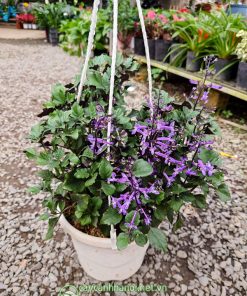 Chậu hoa mona lavender trồng chậu treo