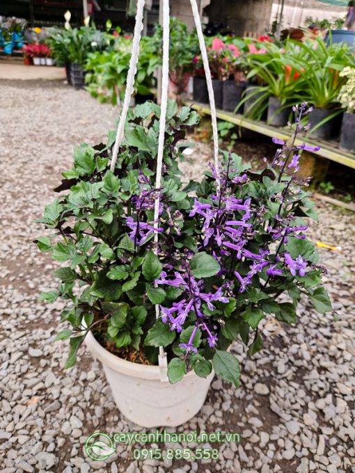 Chậu hoa mona lavender trồng chậu treo