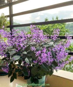 Cây hoa mona lavender trồng trang trí ban công