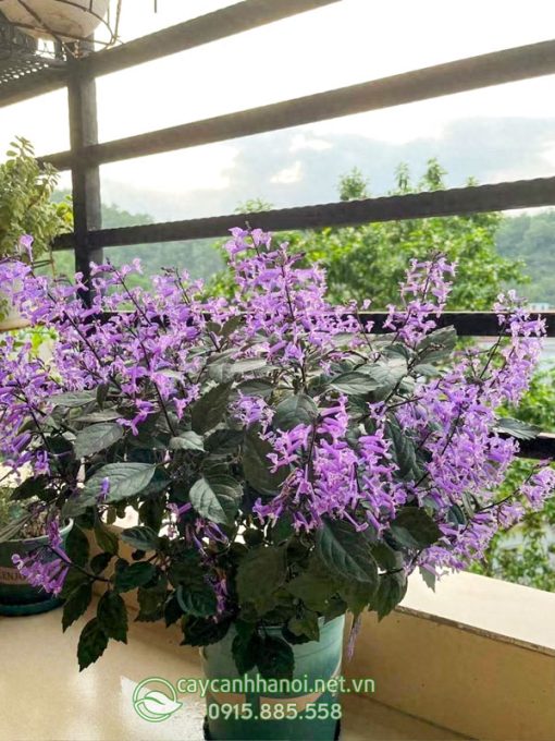 Cây hoa mona lavender trồng trang trí ban công