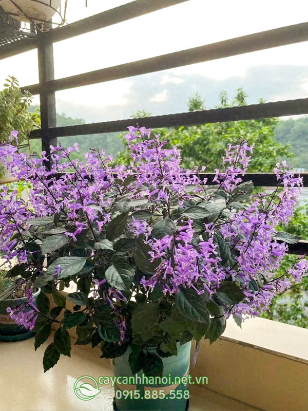 Cây hoa mona lavender trồng trang trí ban công