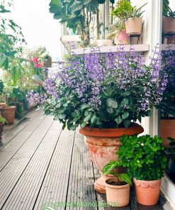 Cây hoa oải hương Nam Phi trang trí cảnh quan sân vườn đẹp