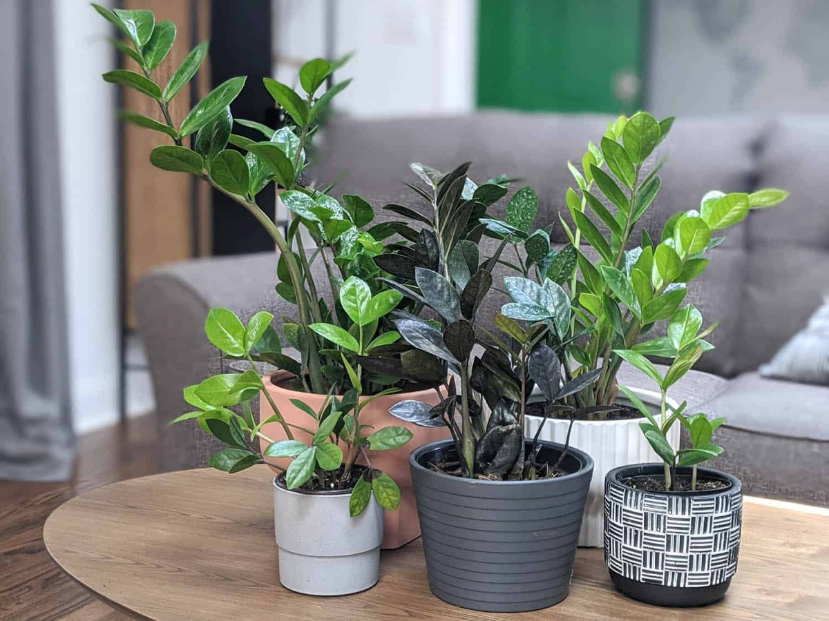 Cây Cảnh Hà Nội cung cấp các chậu cây Kim Tiền đẹp, phù hợp với nhiều nhu cầu 