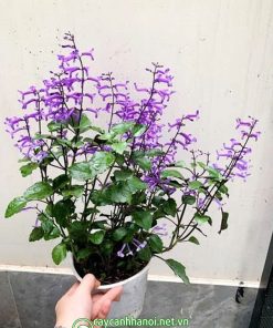 Cây Lavender mona có nguồn gốc từ Nam Phi