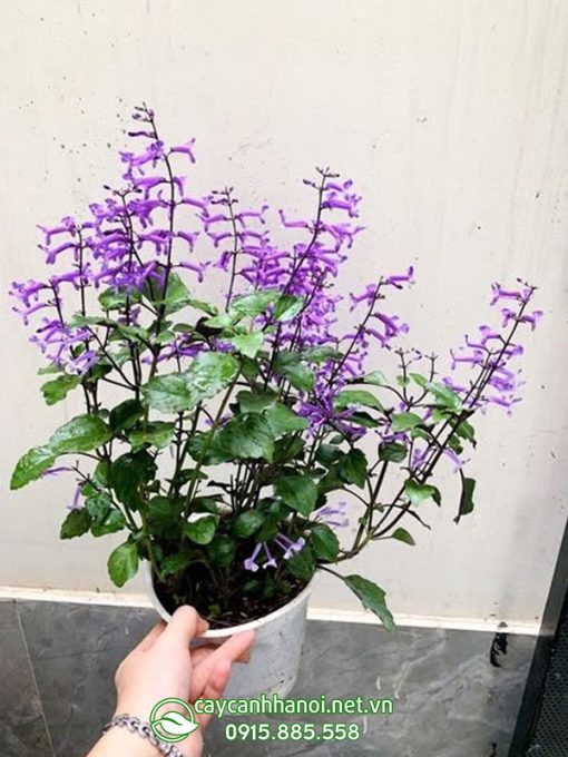 Cây Lavender mona có nguồn gốc từ Nam Phi