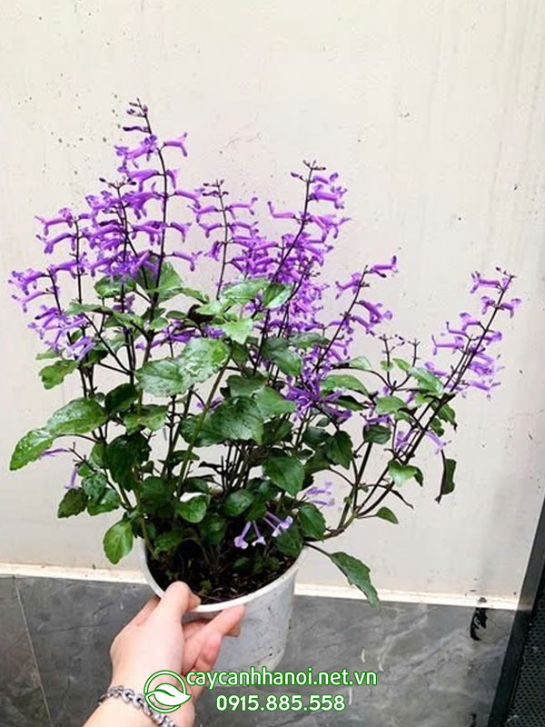 Cây Lavender mona có nguồn gốc từ Nam Phi