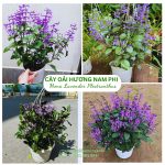 Cây hoa Mona Lavender Plectranthus – Oải hương Nam Phi