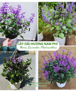 Cây hoa Mona Lavender Plectranthus - Oải hương Nam Phi