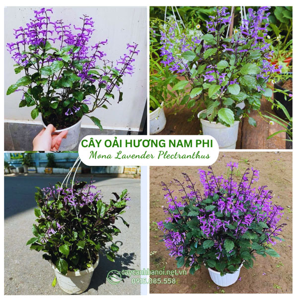 Cây hoa Mona Lavender Plectranthus - Oải hương Nam Phi