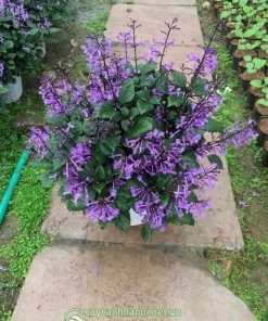 Cây oải hương nhiệt đới lavender mona có mùi hương dễ chịu
