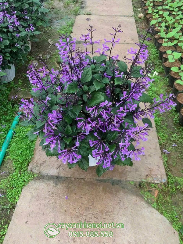 Cây oải hương nhiệt đới lavender mona có mùi hương dễ chịu