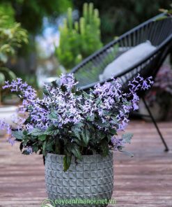 Cây hoa lavender trồng chậu đá mài