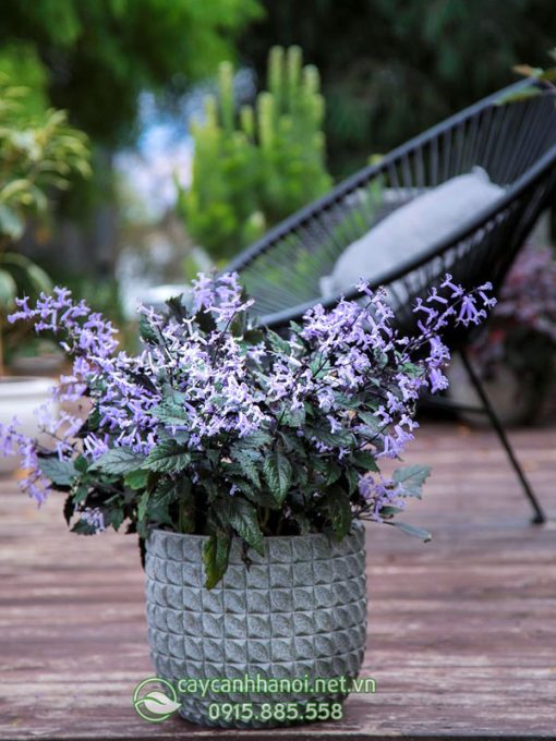 Cây hoa lavender trồng chậu đá mài