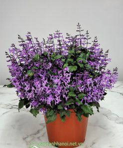Chậu hoa lavender mona đẹp